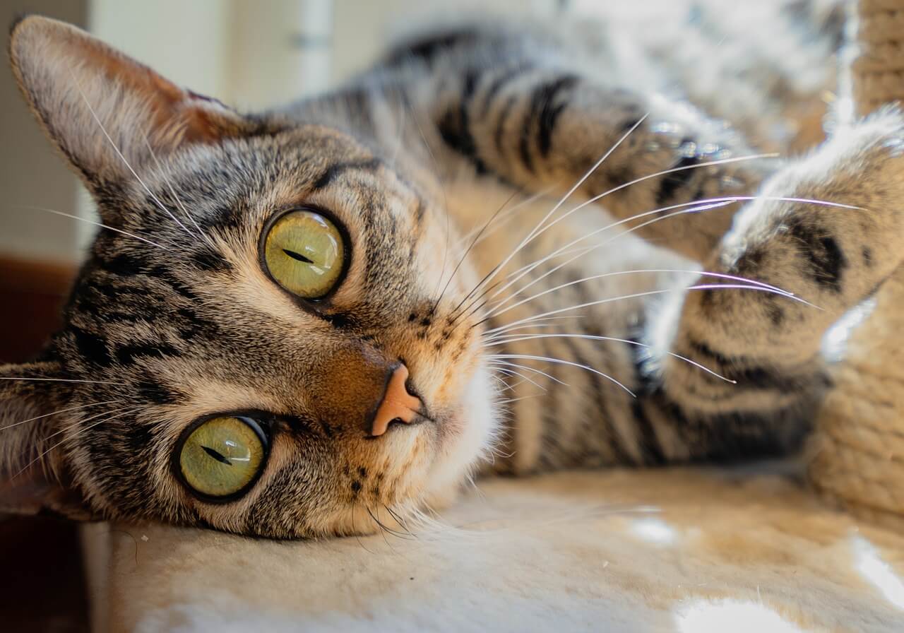 Male Cat Names From Classic To Quirky male-cat-names-from-classic-to-quirky