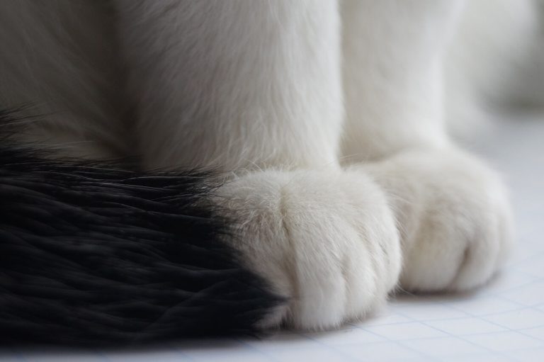 300 Calico Cat Names Inspiration for Your Tricolored Furball