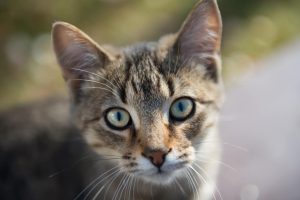 385 Black Cat Names - Perfect Names for Black Beauties