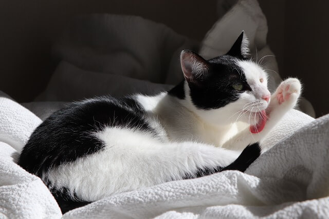 black and white cat licking paw