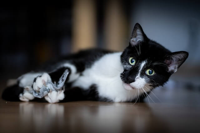 black and white cat lying and playing with a cloth