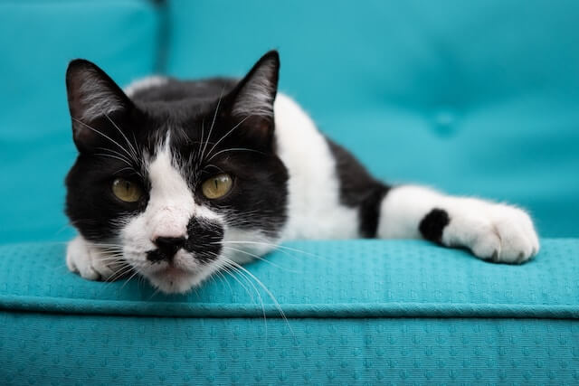 black and white cat lying on a blue coach