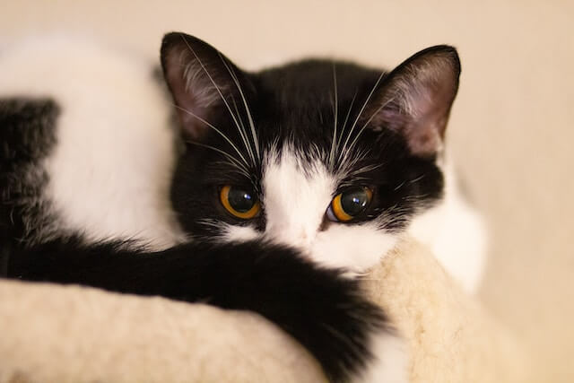 black and white cat with orange eyes