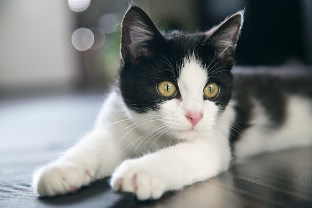 black and white cat with yellow eyes