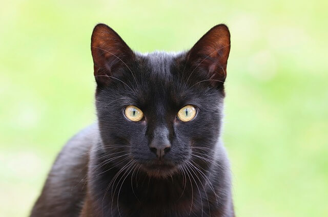 black cat with yellow eyes in nature