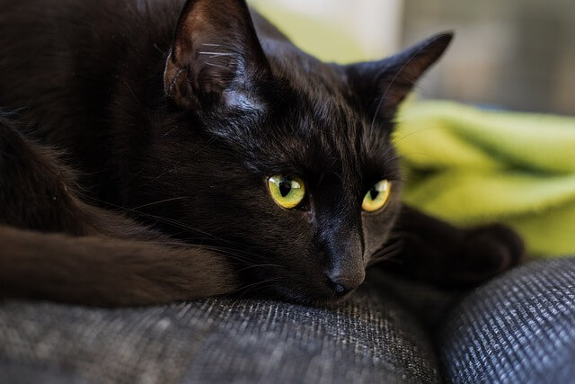 black cat with yellow eyes