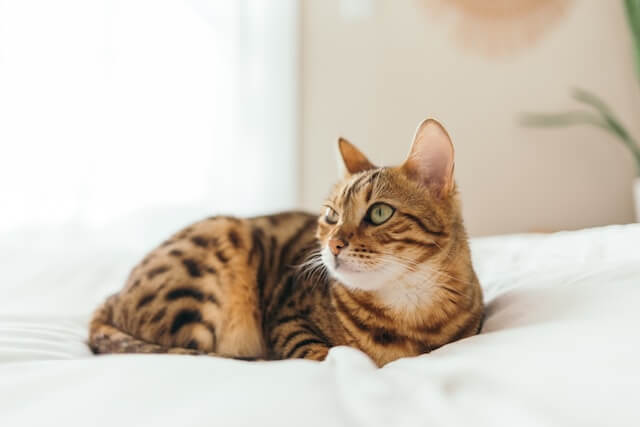 female bengal cat