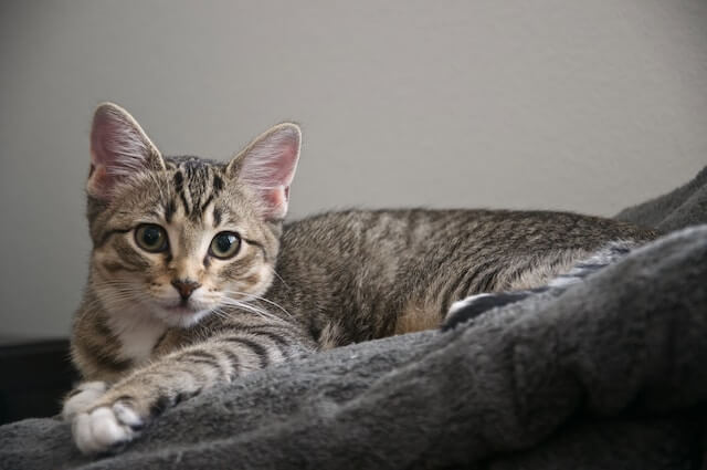 female cat, brown tabby lying