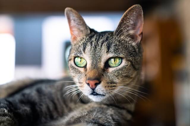 female cat, brown tabby with green eyes, lying