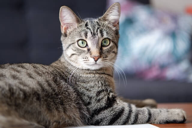 female cat, brown tabby with green eyes