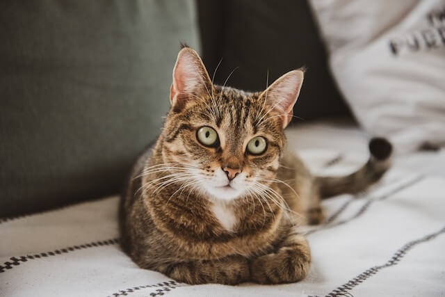 female cat, brown tabby