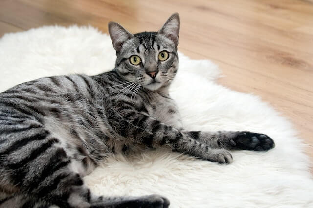 female cat, gray tabby