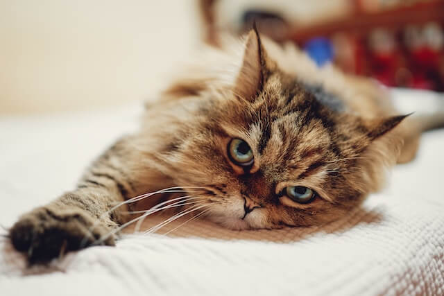 female cat, long haired, brown tabby