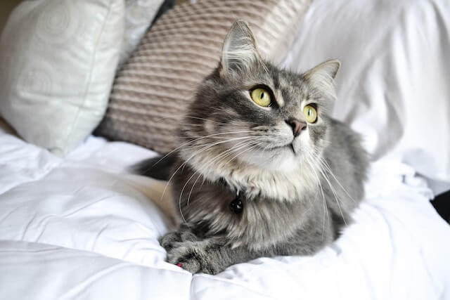 female cat, long haired, gray and white