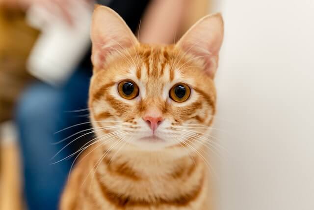 female cat, orange tabby with golden eyes