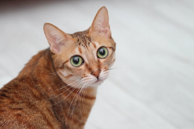 female cat, orange with green eyes
