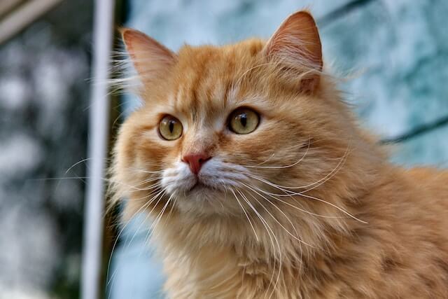 female cat, orange
