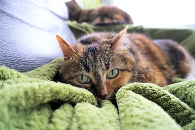 female cat, tortie