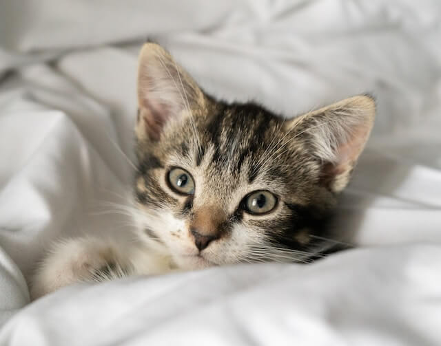 female kitten, brown tabby