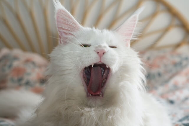 white cat yawning