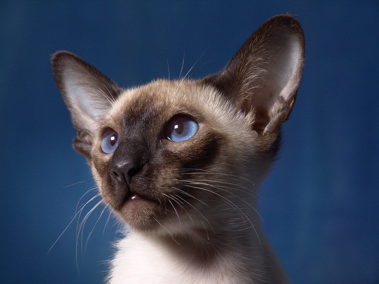 285 Siamese Cat Names Best Monikers for Siamese Cats
