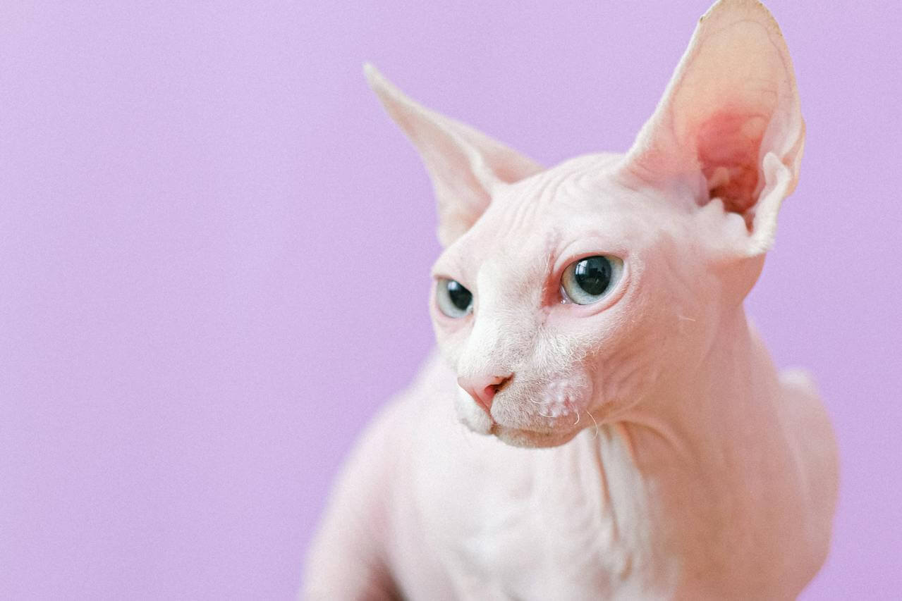 Sphynx Cat Names Best Ideas for Hairless Cats (2024)