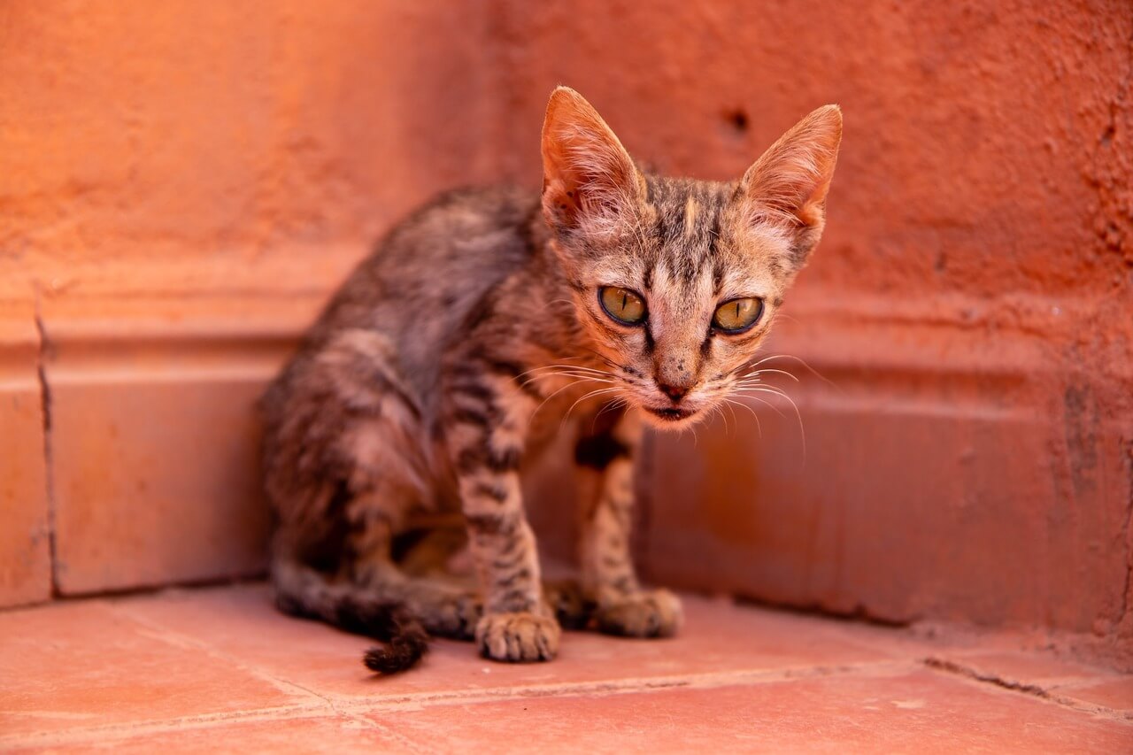 200-egyptian-cat-names-ancient-regal-majestic-ideas