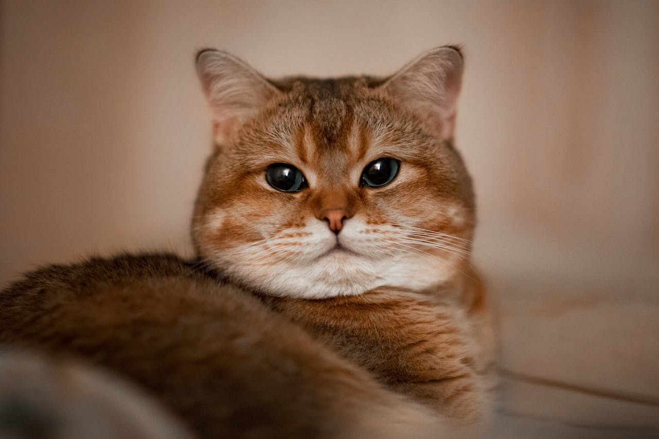 150 Korean Cat Names: Culturally Rich Ideas (With Meanings)