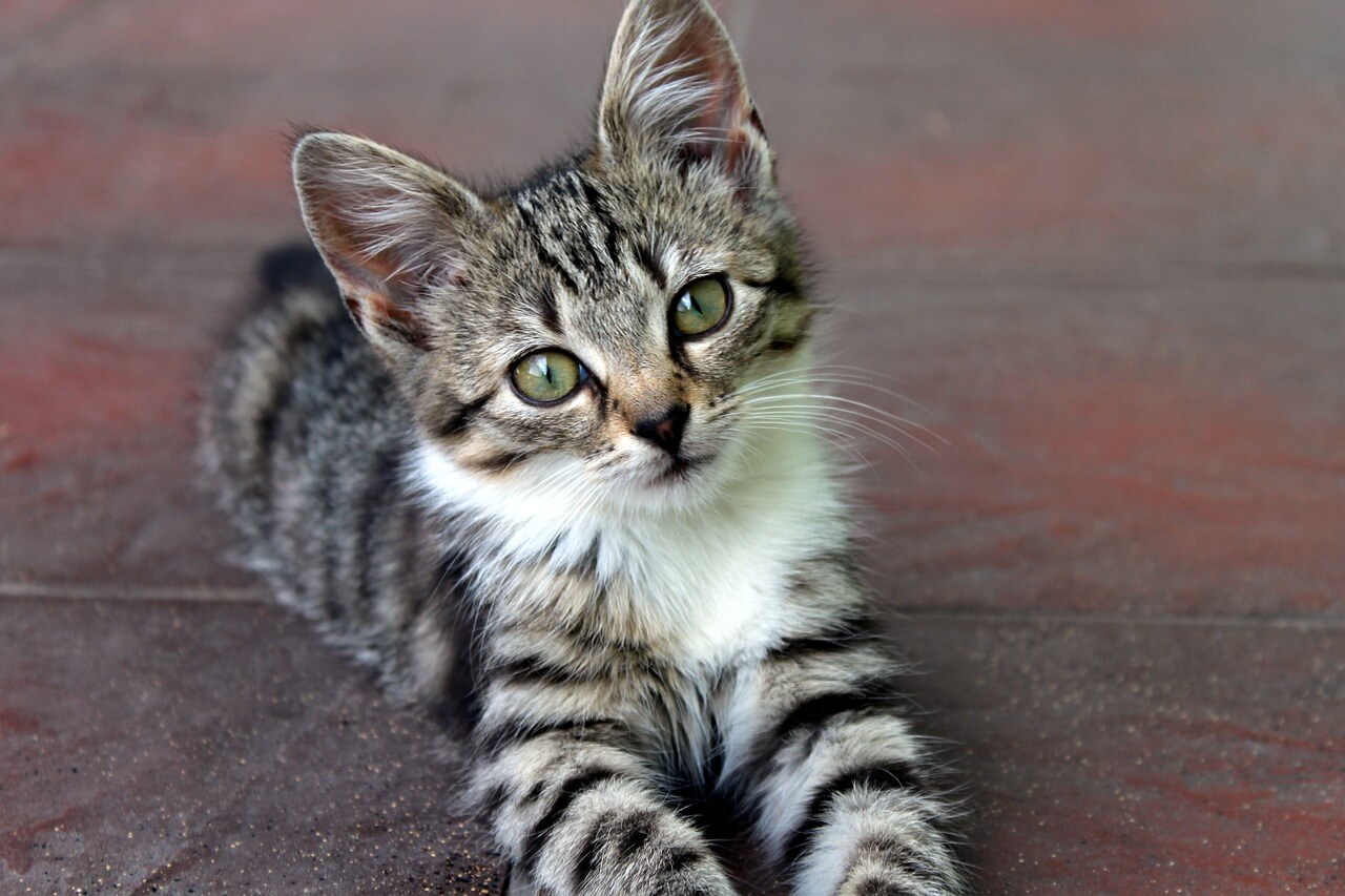 Polish Cat Names 250 Culturally Rich Ideas (With Meanings)