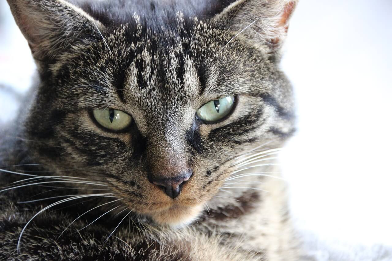 300 Russian Cat Names: Charming Monikers (With Meanings)