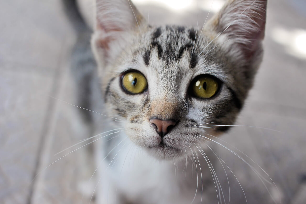 350 Spanish Cat Names Vibrant Monikers For Fiercy Gatitos 350-spanish-cat-names-vibrant-monikers-for-fiercy-gatitos